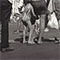 Bexhill, Summer Legs